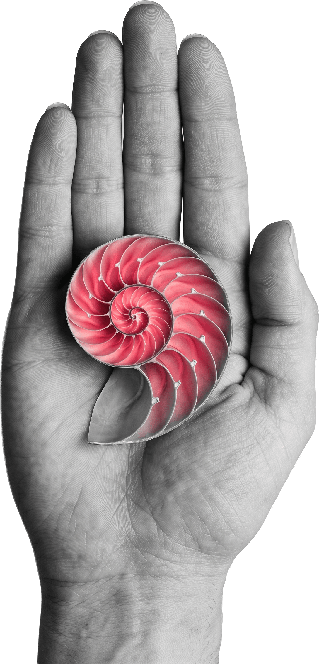 An open hand holding a nautilus shell, the spiral marked in rose